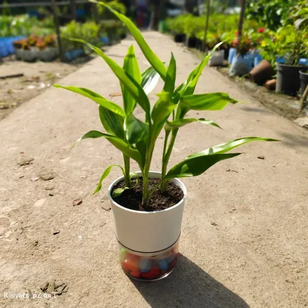 Lucky_Bamboo_Live_Plants_For_Home_Garden
