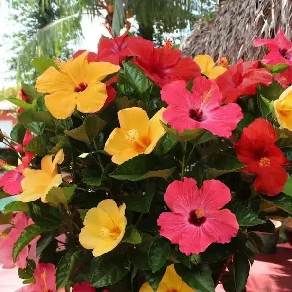 Multigrafted_Hibiscus_Flowers_Plant_20_Colours