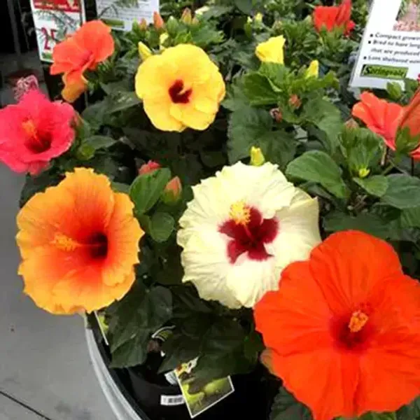 Multigrafted_Hibiscus_Flowers_Plant_20_Colours