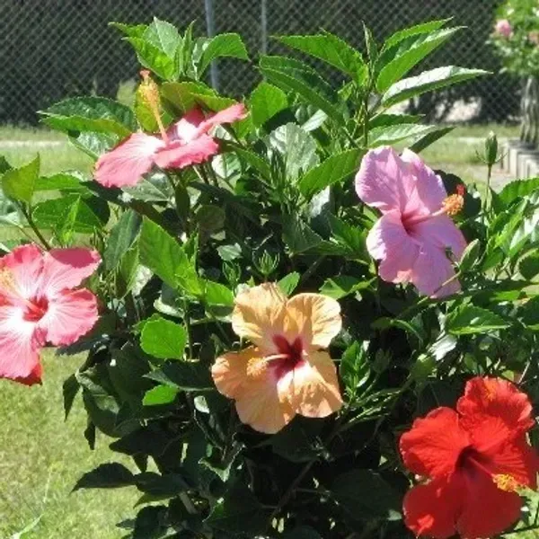 Multigrafted_Hibiscus_Flowers_Plant_20_Colours
