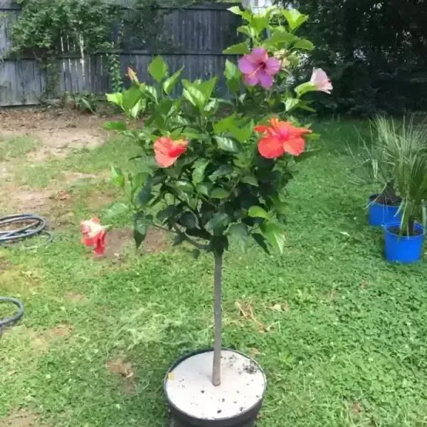 Multigrafted_Hibiscus_Flowers_Plant_20_Colours