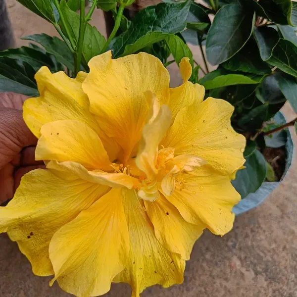 Double_Petal_Grafted_Hibiscus_Flower_Plant