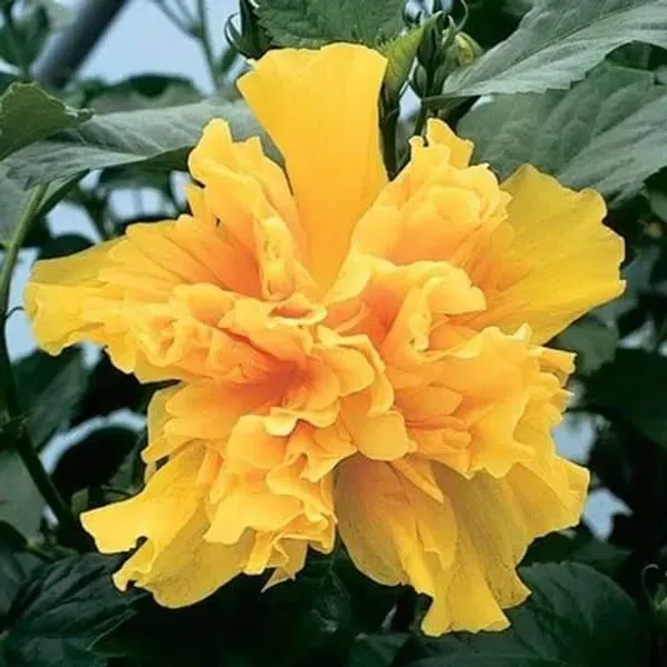 Double_Petal_Grafted_Hibiscus_Flower_Plant