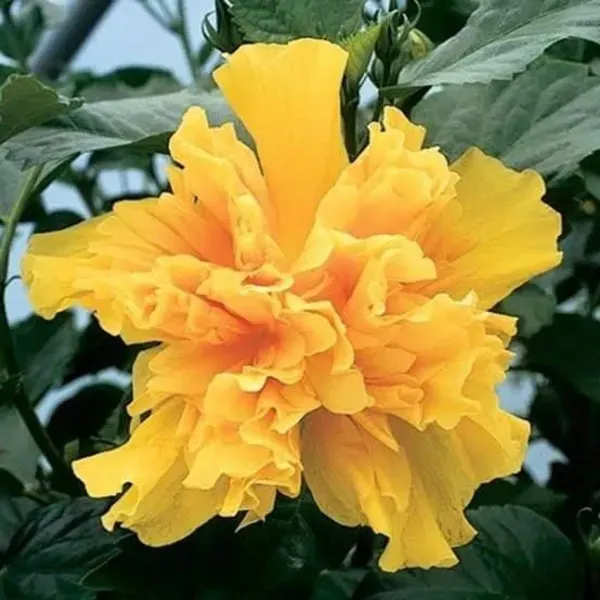 Double_Petal_Grafted_Hibiscus_Flower_Plant