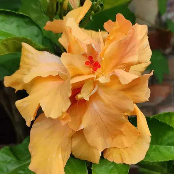 Double_Petal_Grafted_Hibiscus_Flower_Plant