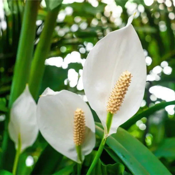 Peace_Lilly_Flower_Plant_White