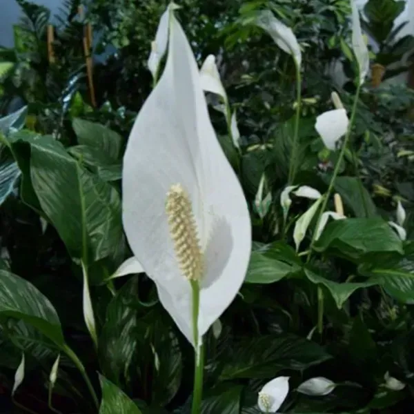 Peace_Lilly_Flower_Plant_White