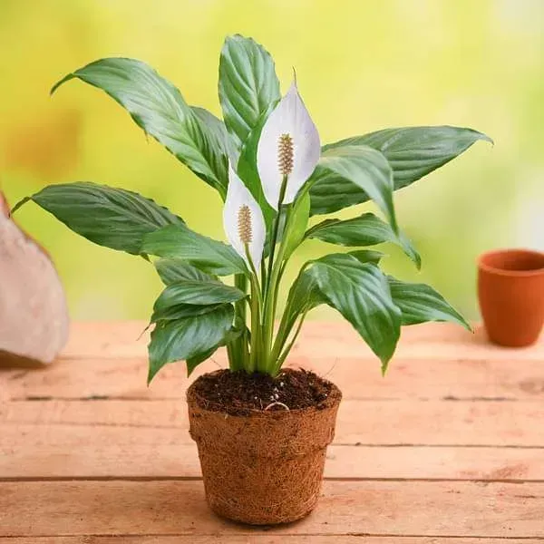 Peace_Lilly_Flower_Plant_White