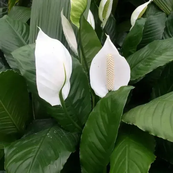 Peace_Lilly_Flower_Plant_White