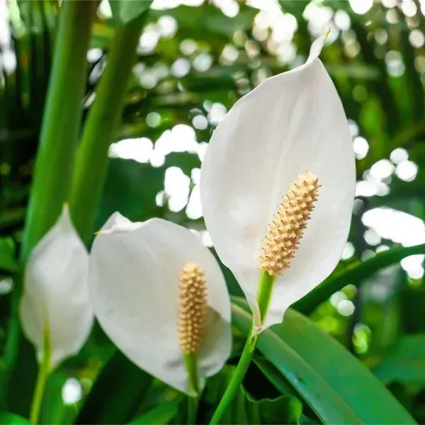Peace_Lilly_Flower_Plant_White