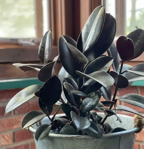 Black_Rubber_Plant_For_Home_Garden