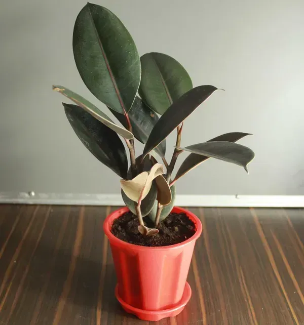 Black_Rubber_Plant_For_Home_Garden