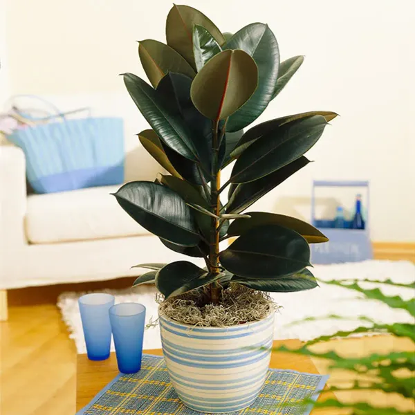 Black_Rubber_Plant_For_Home_Garden
