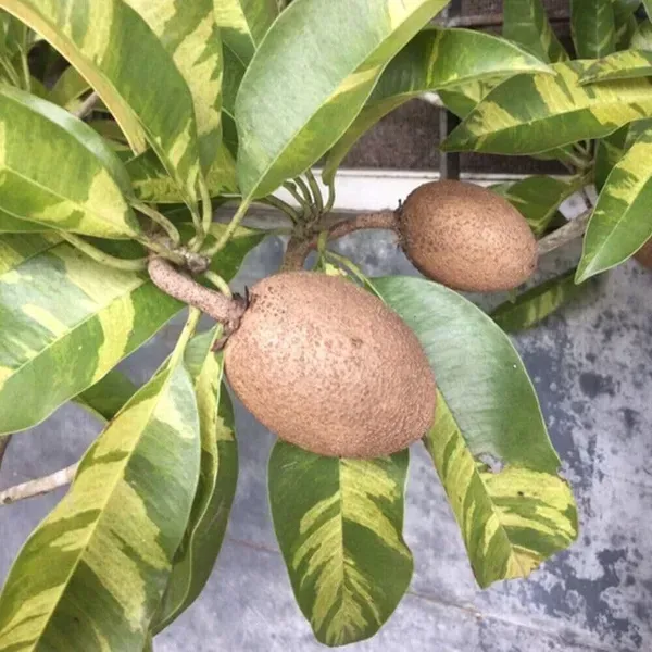 Variegated_Chikoo_Fruit_Plant_For_Home_Garden