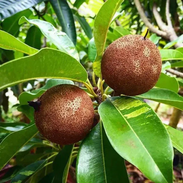 Variegated_Chikoo_Fruit_Plant_For_Home_Garden