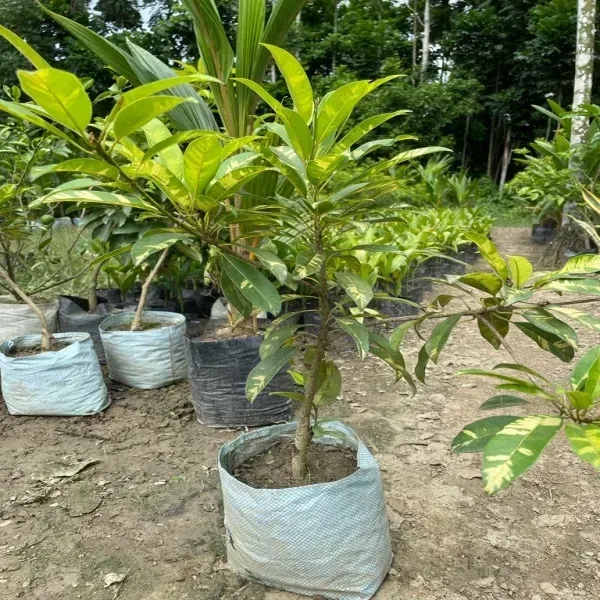 Variegated_Chikoo_Fruit_Plant_For_Home_Garden