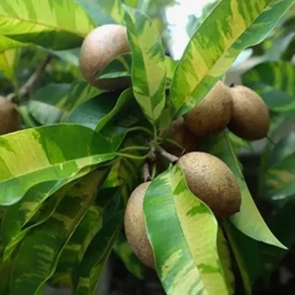 Variegated_Chikoo_Fruit_Plant_For_Home_Garden