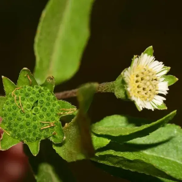 Bhringraj_Herbal_Plant_For_Home_Garden