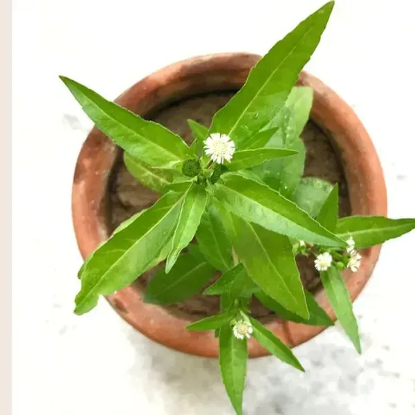 Bhringraj_Herbal_Plant_For_Home_Garden