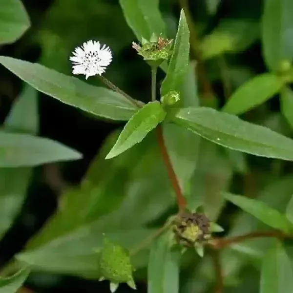 Bhringraj_Herbal_Plant_For_Home_Garden