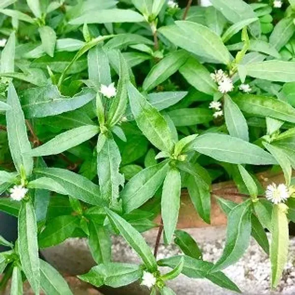 Bhringraj_Herbal_Plant_For_Home_Garden
