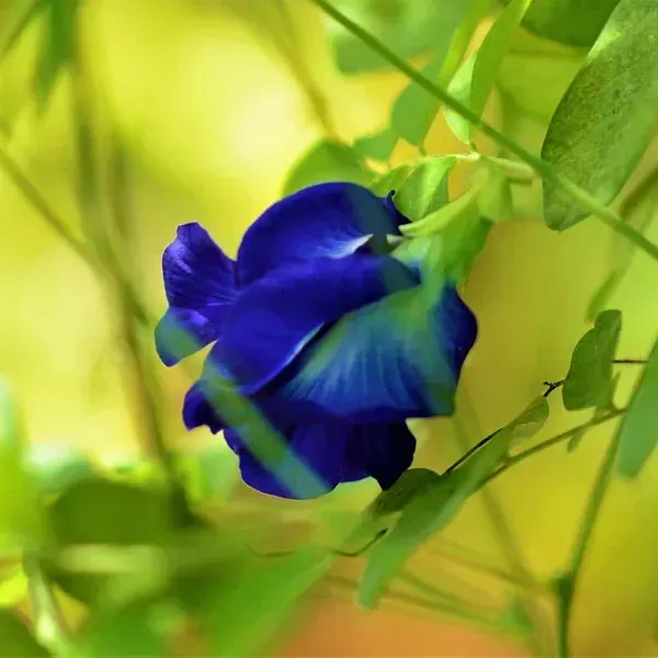 Aparajita_Flower_Plant_Blue_For_Home_Garden