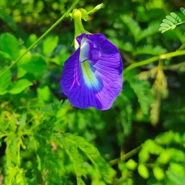 Aparajita_Flower_Plant_Blue_For_Home_Garden