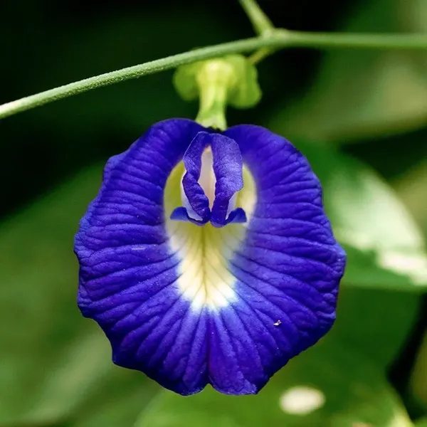 Aparajita_Flower_Plant_Blue_For_Home_Garden