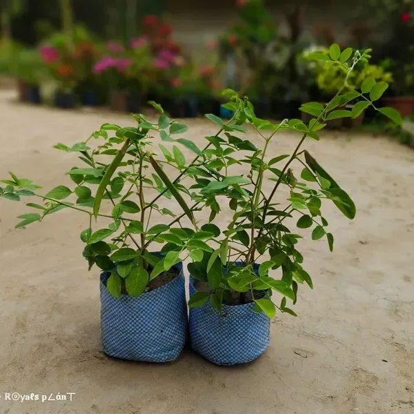 Aparajita_Flower_Plant_Blue_For_Home_Garden