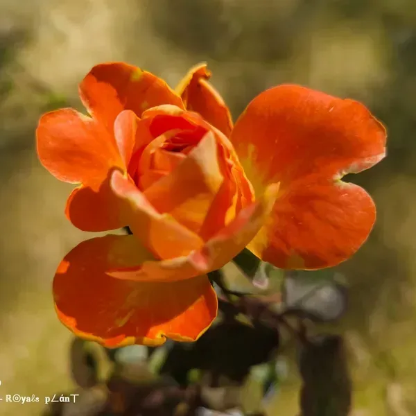 Abracadabra_Rose_Flower_Plant_For_Home_Garden