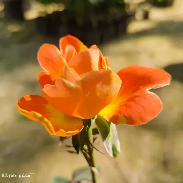 Abracadabra_Rose_Flower_Plant_For_Home_Garden