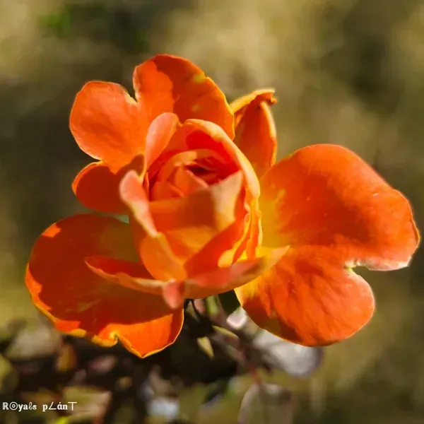 Abracadabra_Rose_Flower_Plant_For_Home_Garden