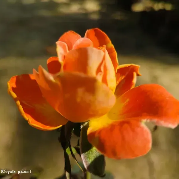 Abracadabra_Rose_Flower_Plant_For_Home_Garden