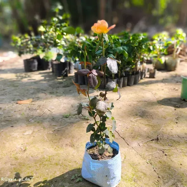 Abracadabra_Rose_Flower_Plant_For_Home_Garden