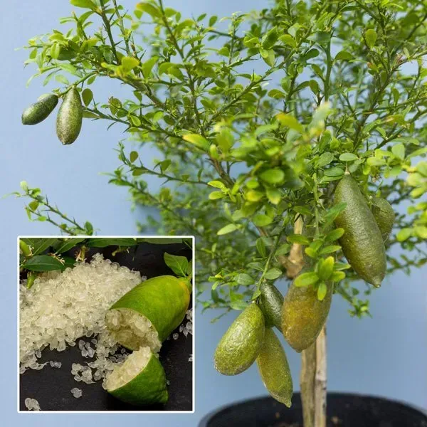 Australian_Finger_Lemon_Fruit_Plant