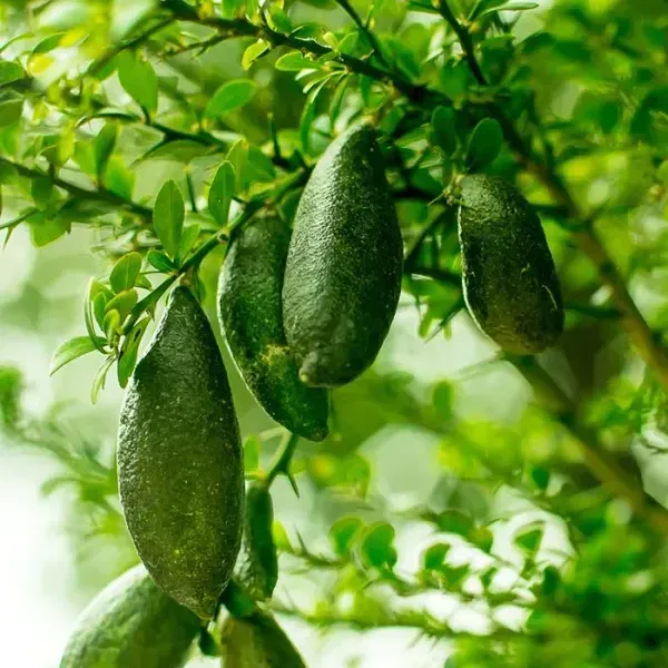 Australian_Finger_Lemon_Fruit_Plant