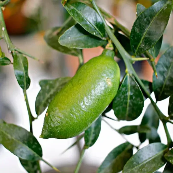 Australian_Finger_Lemon_Fruit_Plant