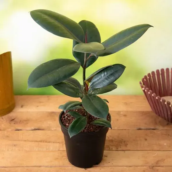 Chinese_Rubber_Plant_For_Home_Garden