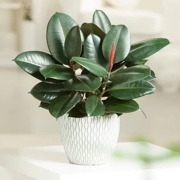 Chinese_Rubber_Plant_For_Home_Garden