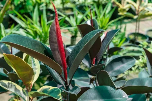 Chinese_Rubber_Plant_For_Home_Garden