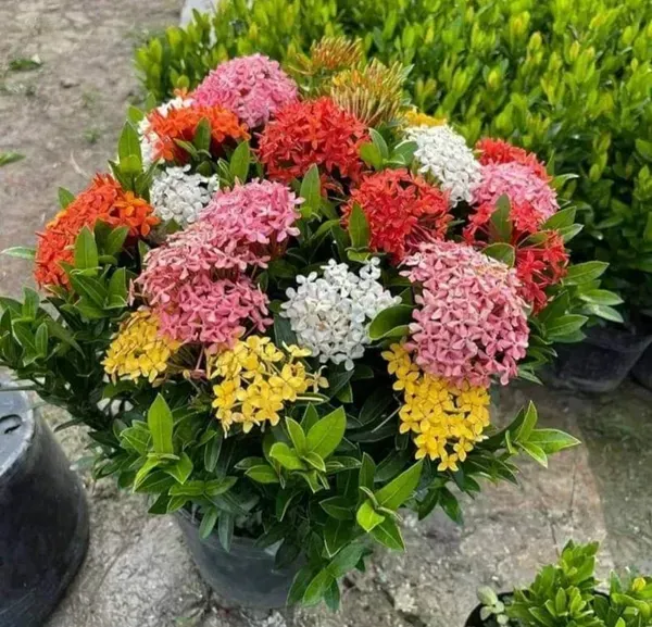 Mixed_Ixora_Flower_Plants_Combo_Pack_Of_4