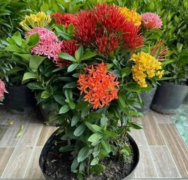 Mixed_Ixora_Flower_Plants_Combo_Pack_Of_4