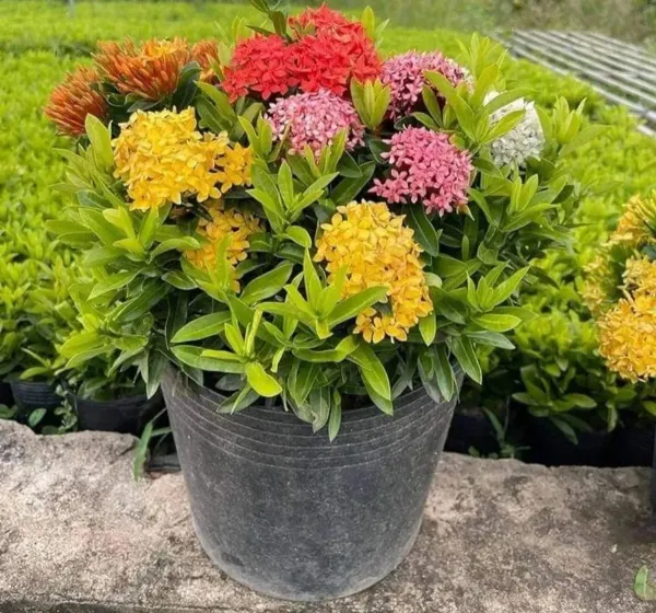 Mixed_Ixora_Flower_Plants_Combo_Pack_Of_4