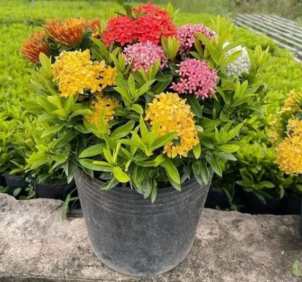 Mixed_Ixora_Flower_Plants_Combo_Pack_Of_4