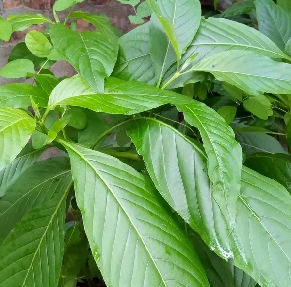 Basak_Leaf_Plant_For_Home_Garden