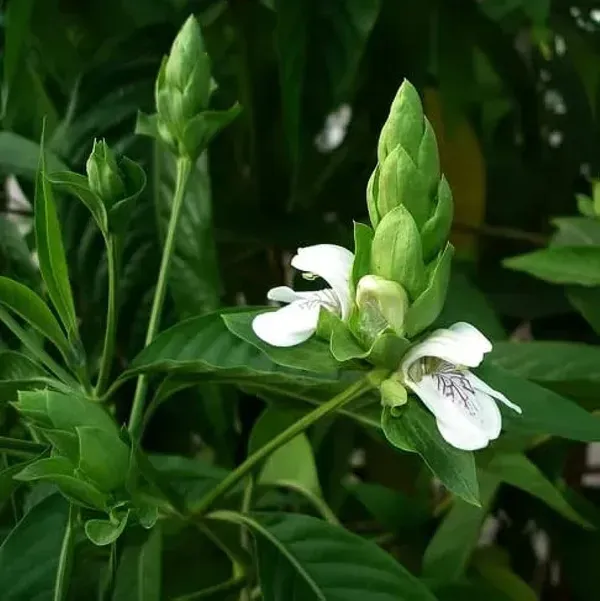 Basak_Leaf_Plant_For_Home_Garden