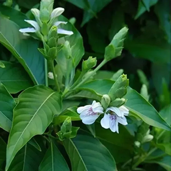 Basak_Leaf_Plant_For_Home_Garden