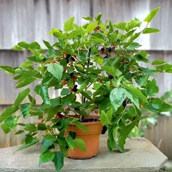 Kanva_2_Hybrid_Mul_Berry_Fruit_Plant