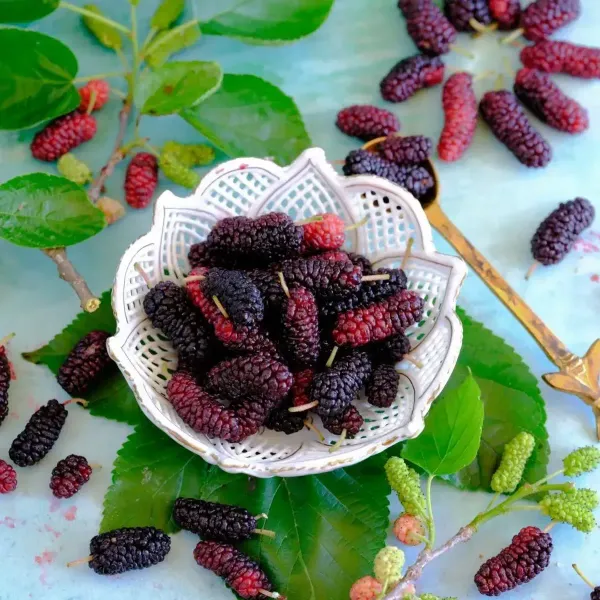 Kanva_2_Hybrid_Mul_Berry_Fruit_Plant