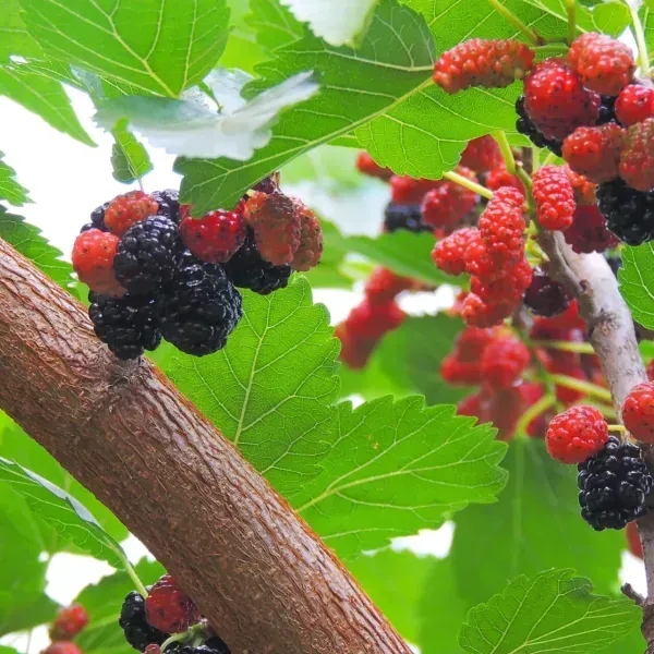 Kanva_2_Hybrid_Mul_Berry_Fruit_Plant
